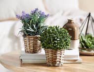 https://s3-ap-southeast-2.amazonaws.com/fusionfactory.commerceconnect.bbnt.production/pim_media/000/018/948/M_F-Potted-Plants-In-Baskets-189221-R.jpg?1568673905