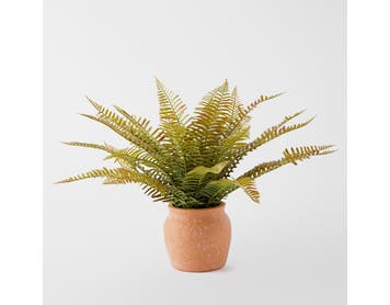 https://s3-ap-southeast-2.amazonaws.com/fusionfactory.commerceconnect.bbnt.production/pim_media/000/152/151/M_F_Fern_In_Terracotta_Pot_Green_Terracotta_22948501_SI.jpg?1690850409