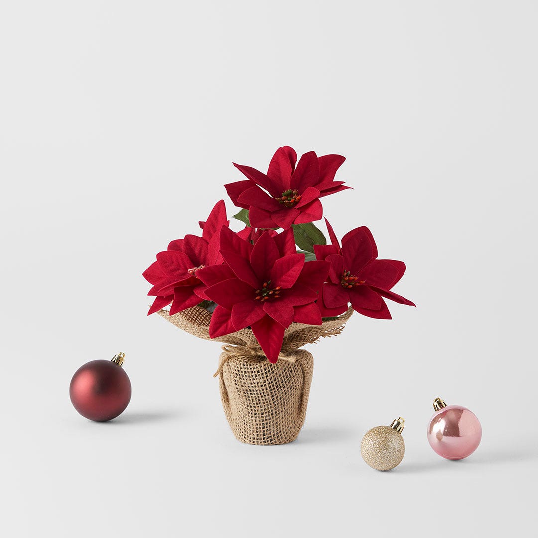 https://s3-ap-southeast-2.amazonaws.com/fusionfactory.commerceconnect.bbnt.production/pim_media/000/197/852/M_F_MR_Poinsettia-in-Jute-Pot_26271901_SI.jpg?1752813311