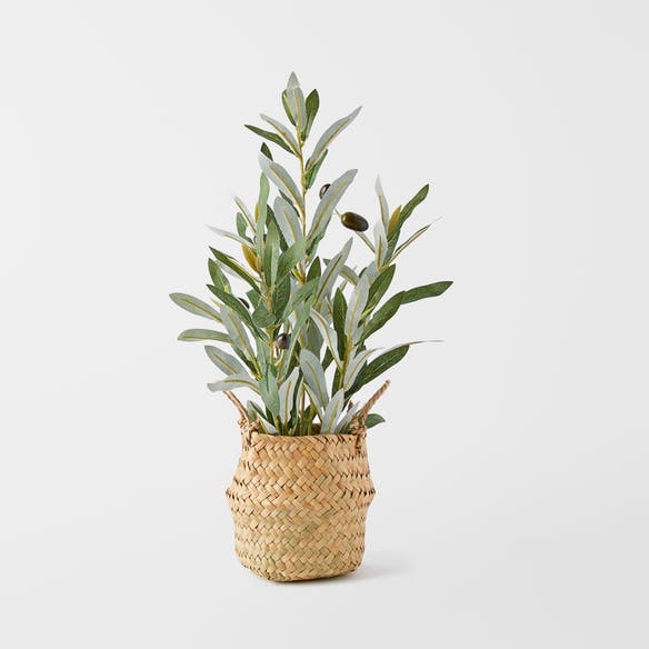 https://s3-ap-southeast-2.amazonaws.com/fusionfactory.commerceconnect.bbnt.production/pim_media/000/152/201/M_F_Olive_Plant_in_Seagrass_Basket_Green_22948201_SI.jpg?1690854061
