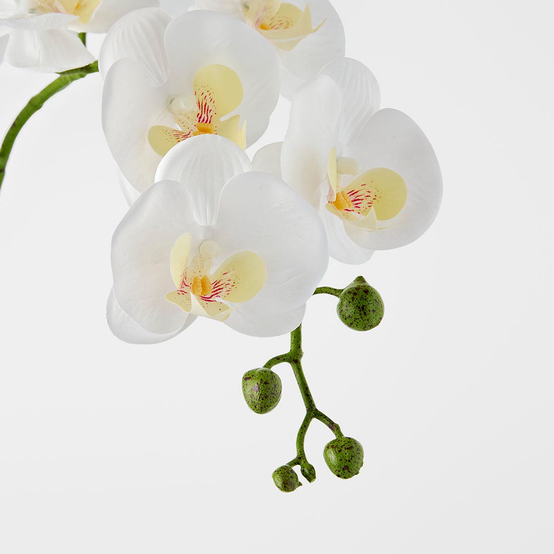 https://s3-ap-southeast-2.amazonaws.com/fusionfactory.commerceconnect.bbnt.production/pim_media/000/184/461/M_F_Orchid-in-Ceramic-Pot-Tall_White_26132901_Detail_SI.jpg?1734666080