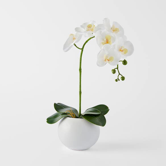 https://s3-ap-southeast-2.amazonaws.com/fusionfactory.commerceconnect.bbnt.production/pim_media/000/184/460/M_F_Orchid-in-Ceramic-Pot-Tall_White_26132901_SI.jpg?1734666080